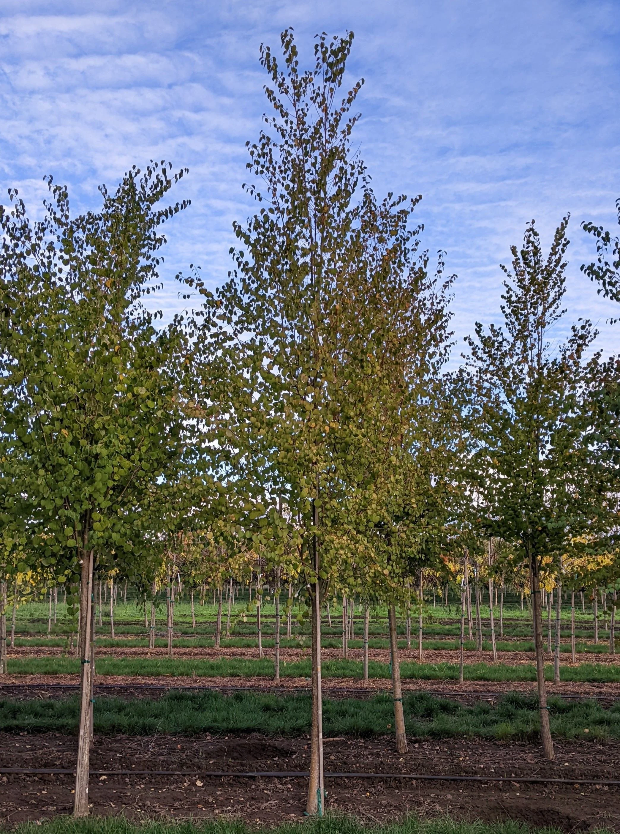 Katsura Tree | Cercidiphyllum japonicum — Northwest Shade Trees
